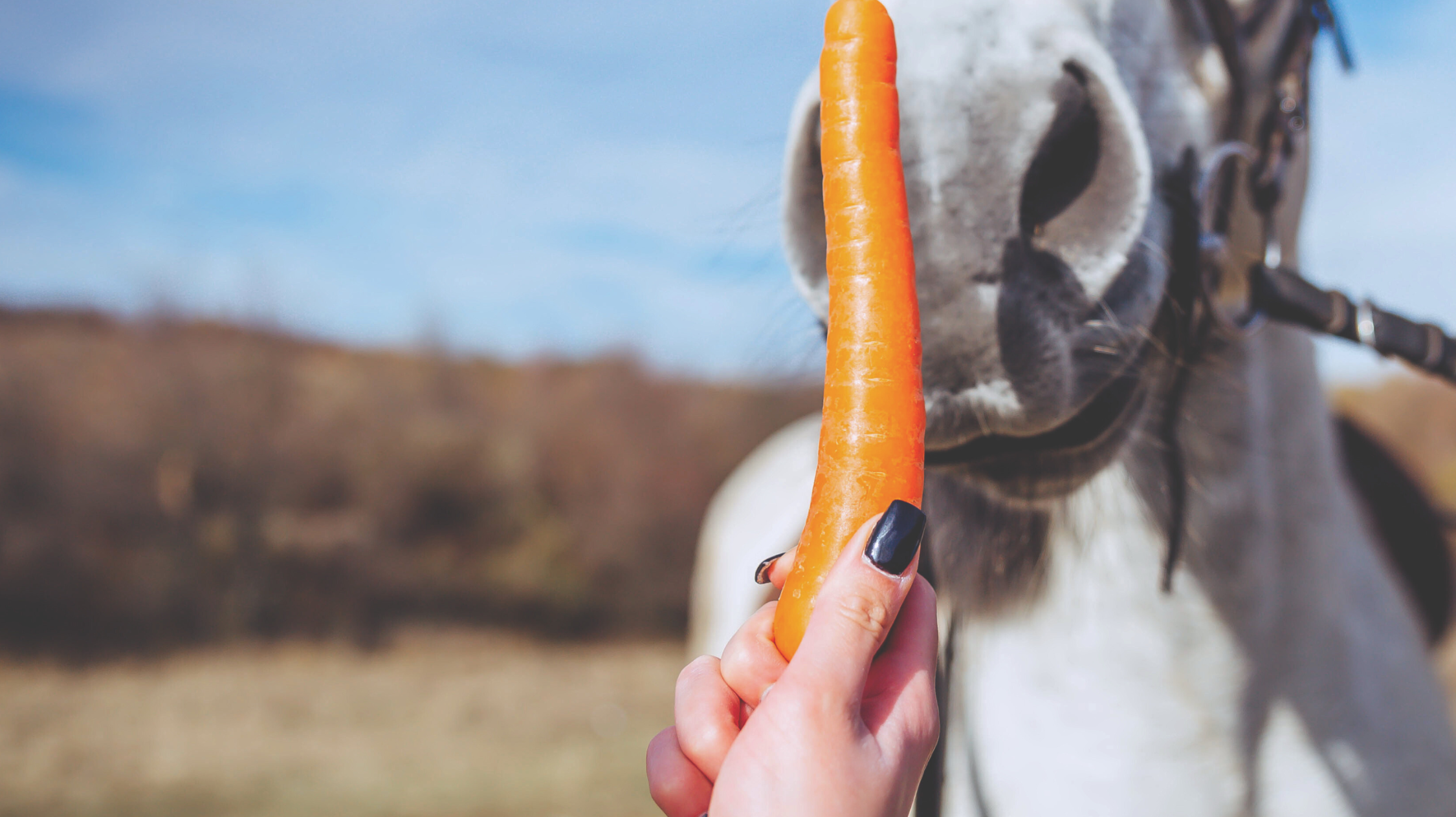 Succulents in the Horse’s Diet – More Than Just a Summer Treat