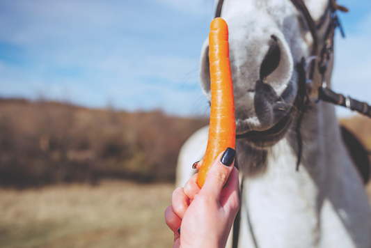 Succulents in the Horse’s Diet – More Than Just a Summer Treat