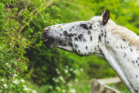 Hedgerow Plants and Browse – Knowing your options