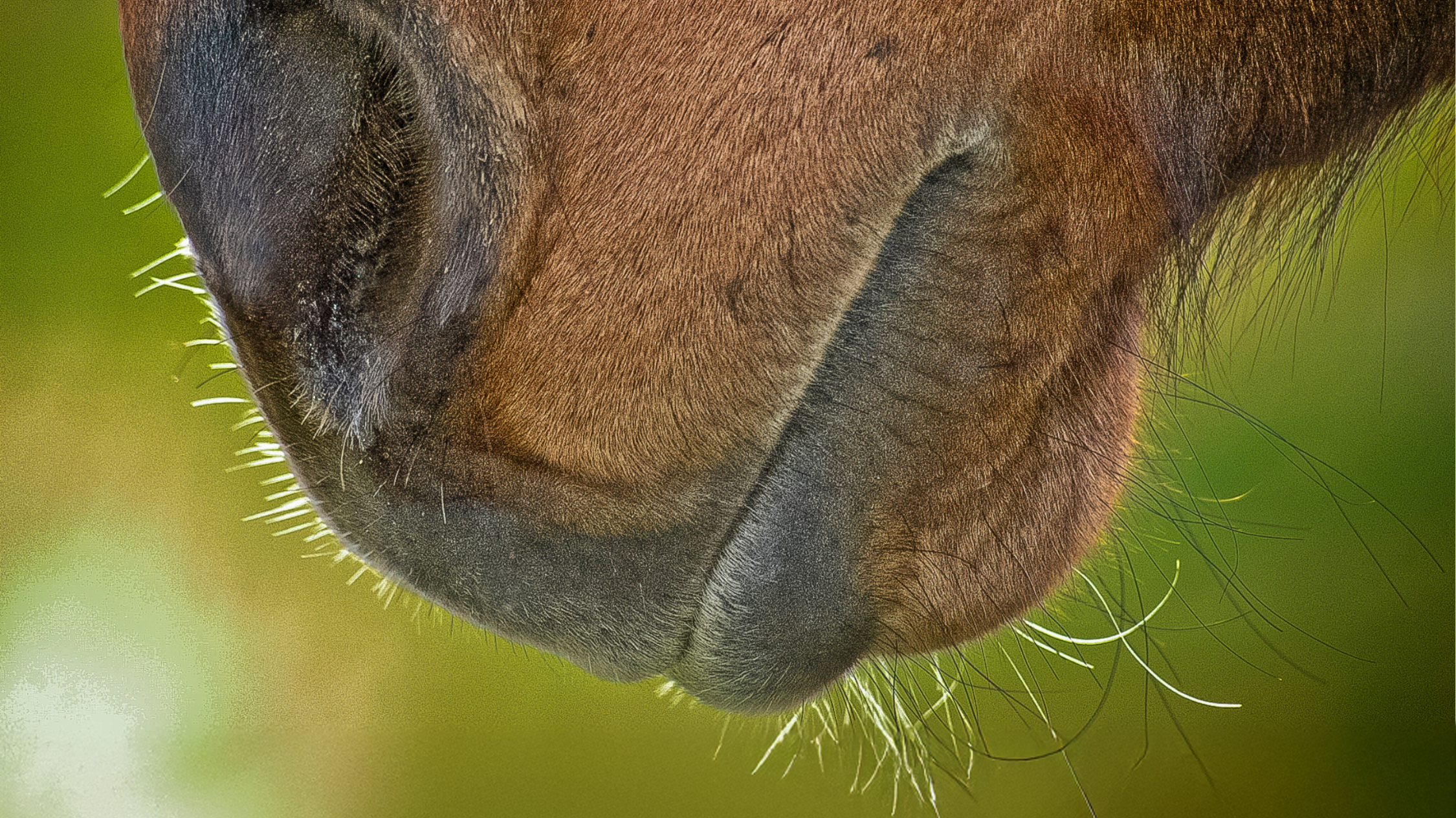 Chewing in Horses – Managing restricted forage