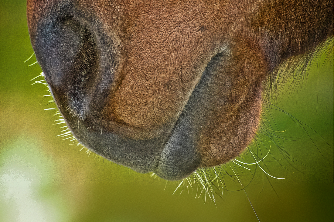 Chewing in Horses – Managing restricted forage
