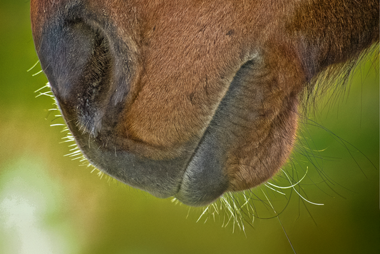 Chewing in Horses – Managing restricted forage