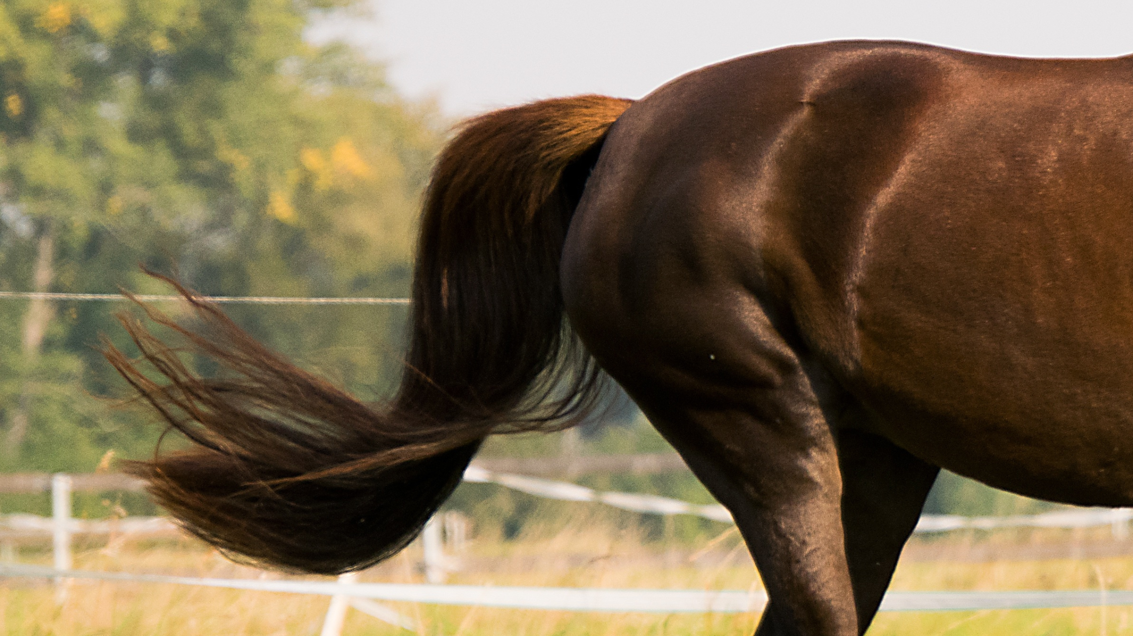 Understanding Your Horse’s Digestive System – Why physiology informs feeding