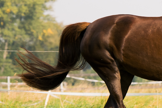 Understanding Your Horse’s Digestive System – Why physiology informs feeding