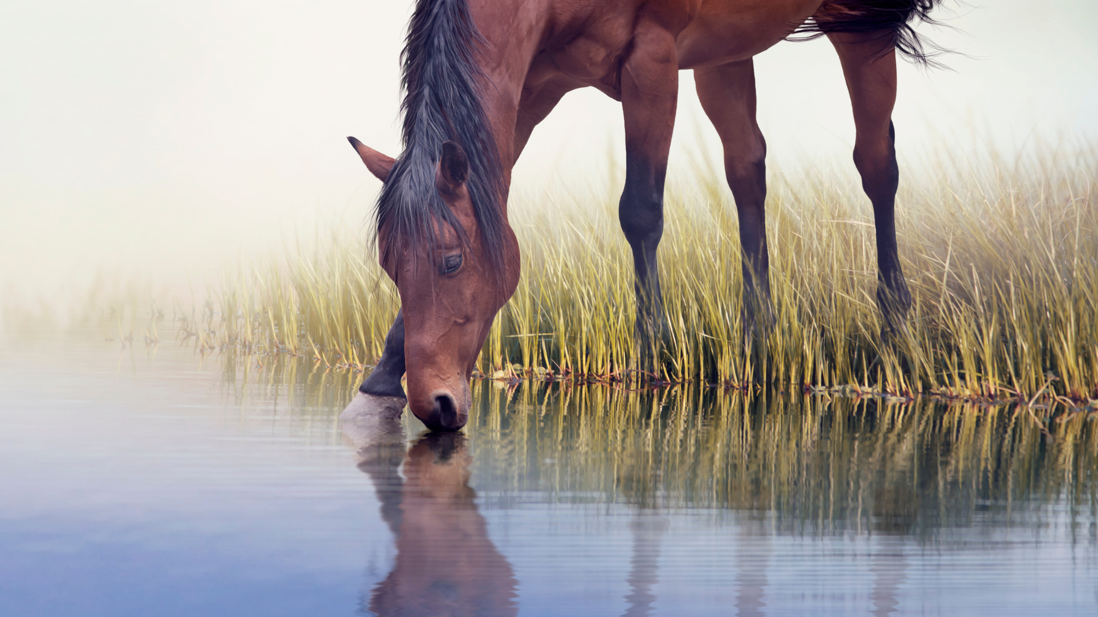 Hydration in Horses