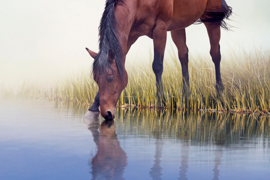 Hydration in Horses