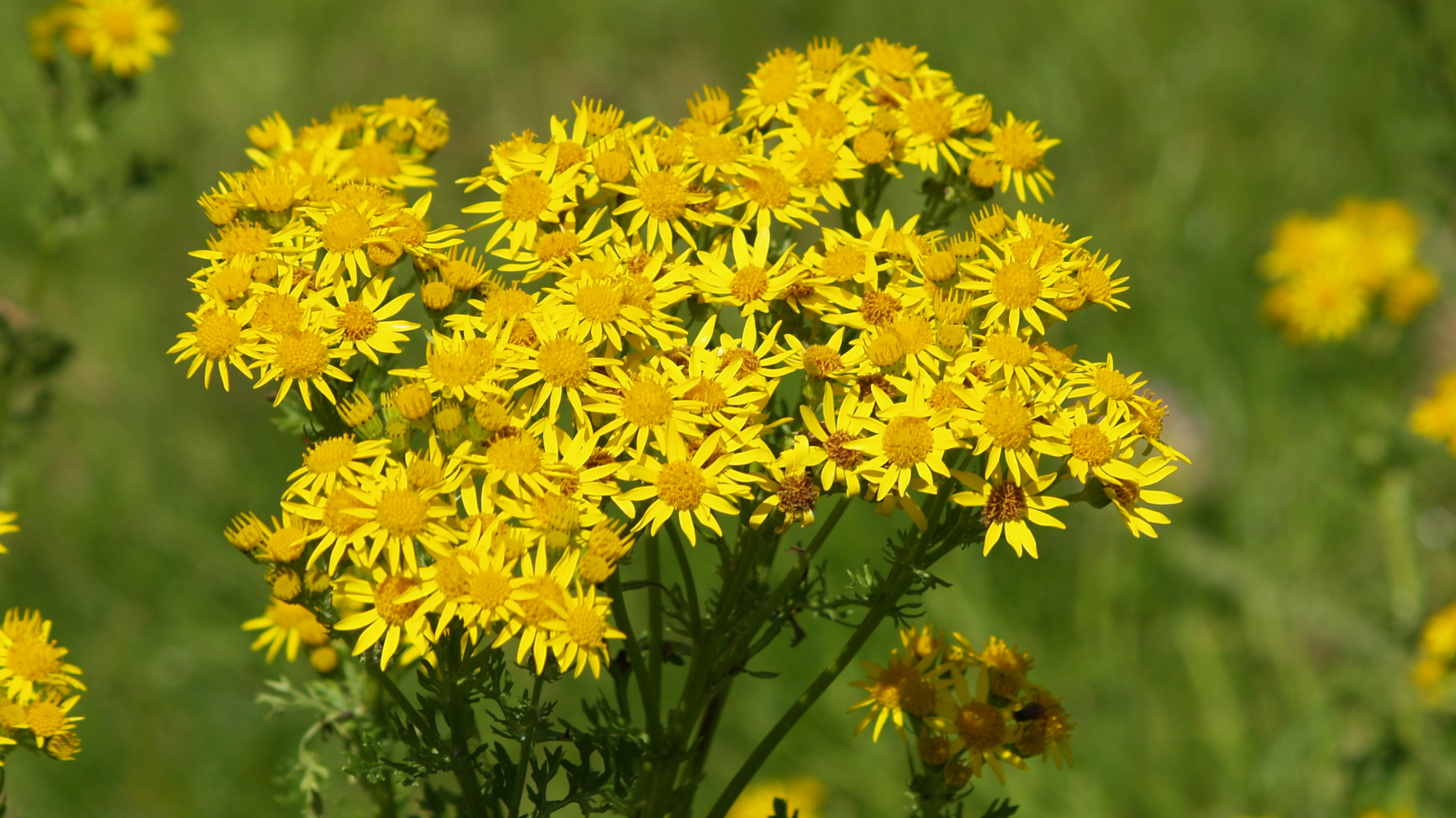 Weeds and Poisonous Plants in Horse Pastures