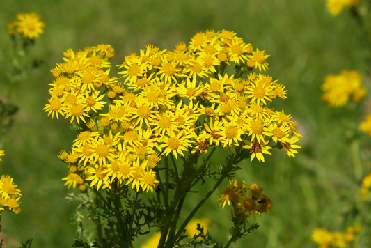 Weeds and Poisonous Plants in Horse Pastures