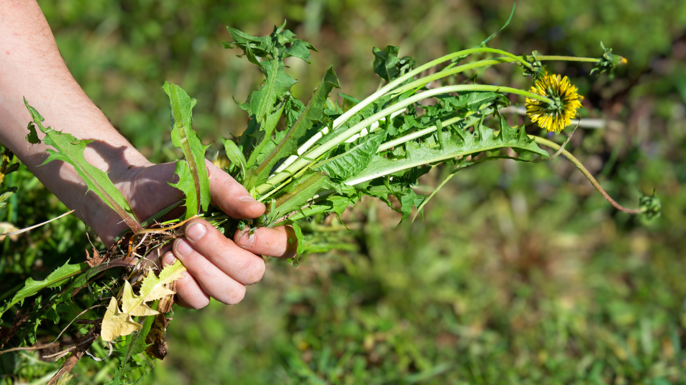 Tackling Ragwort – Identification, Removal, and Long-Term Control