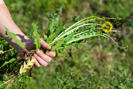 Tackling Ragwort – Identification, Removal, and Long-Term Control
