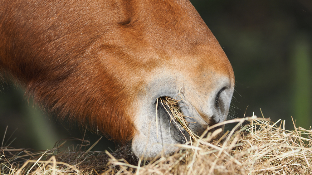 The Micronutrient Content of Forage & How This May Impact Supplementation