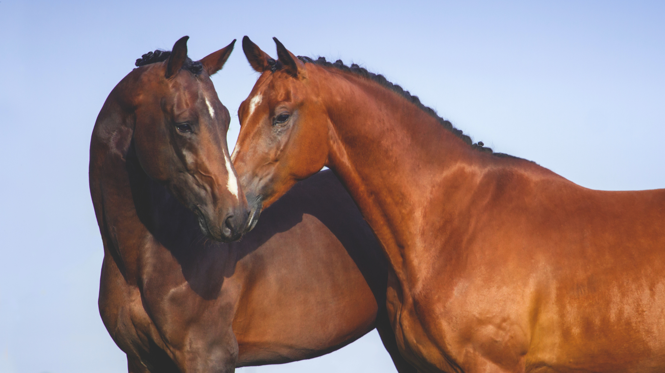 Nutritional Management Plan of Muscle Myopathies in Horses