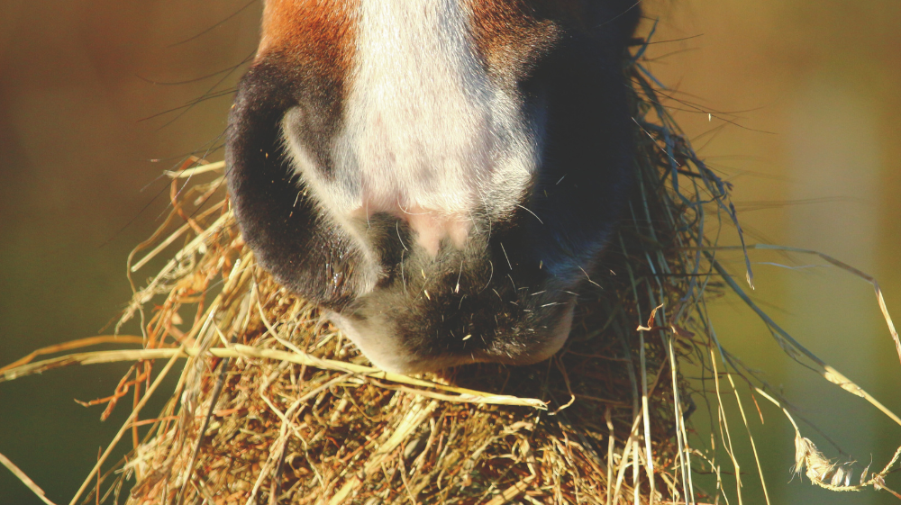 Assessing and Satisfying the Insatiable Appetite
