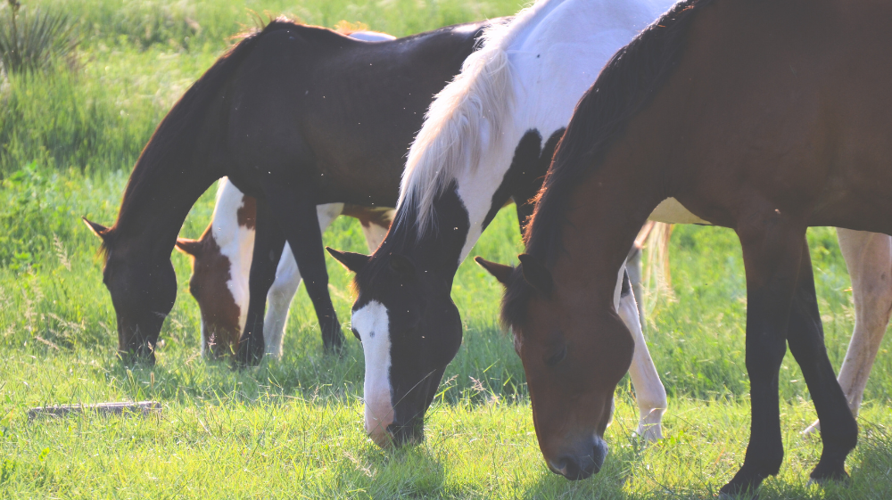 Long-Term Ulcer Prevention: A Holistic Approach