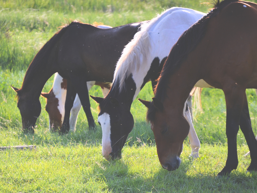 Tactical Grazing – Making Smarter Turnout Decisions