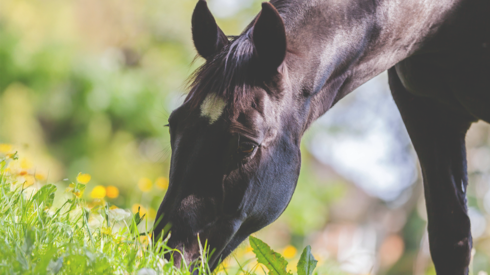 Understanding Gastric Ulcers in Horses and Building an Ulcer Care Plan
