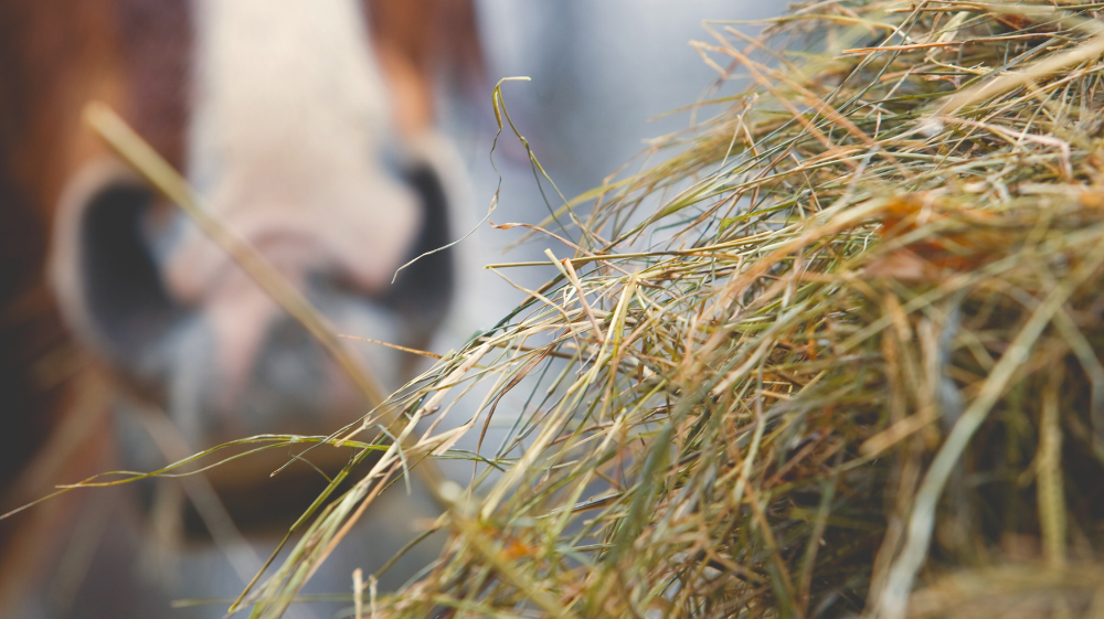 The differences between Hay and Haylage: The Production Process