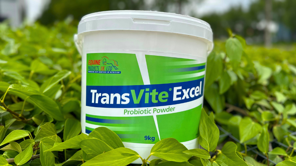 Transvite Excel