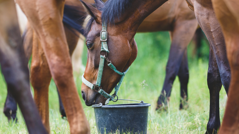 Understanding Key Terms When Considering Supplements & Feeds for Your Horse