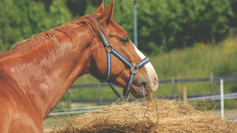 Hay or Haylage: Which is most appropriate for my horse?