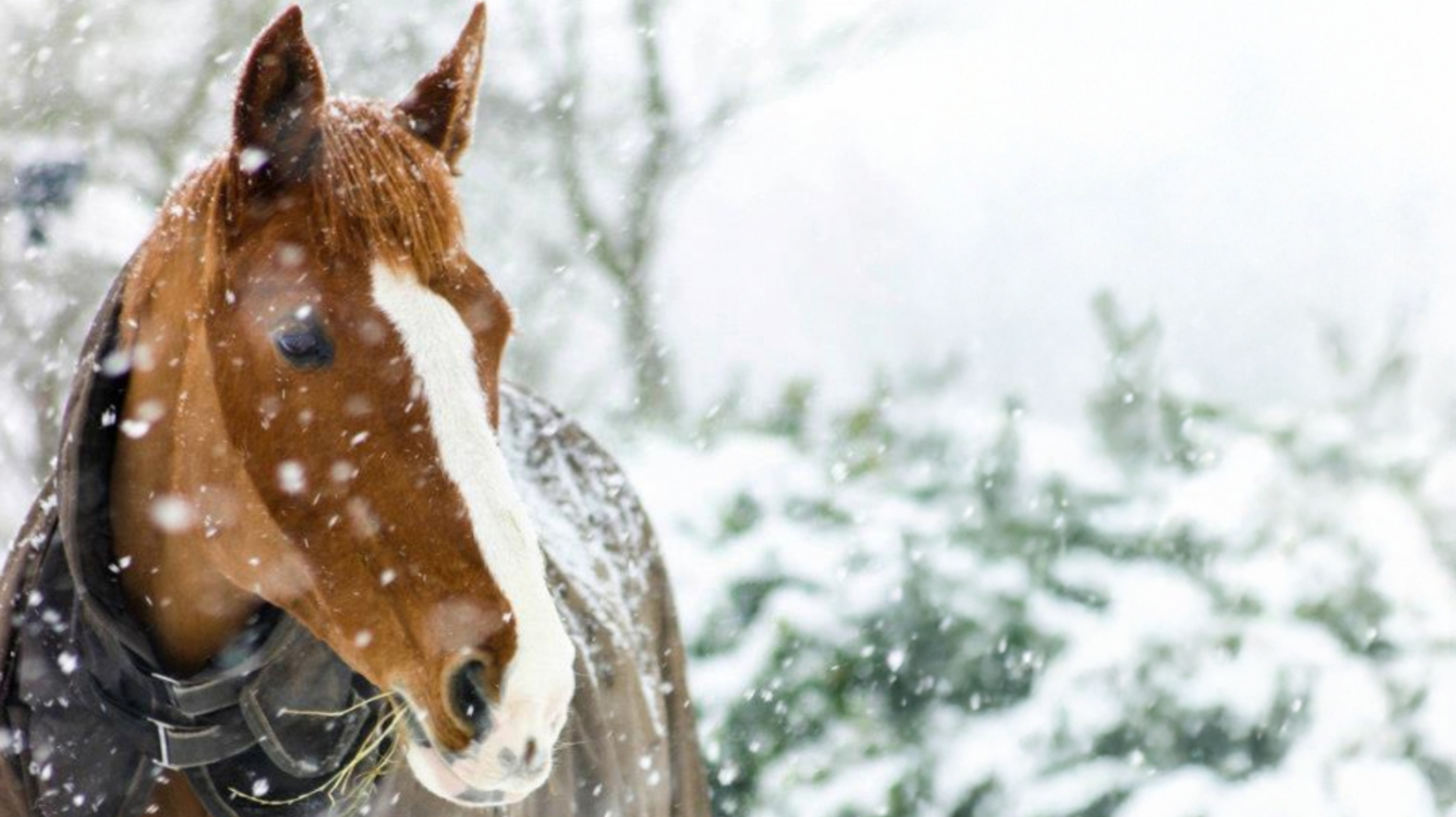 Feeding Horses Through Winter – Adapting for Changing Needs