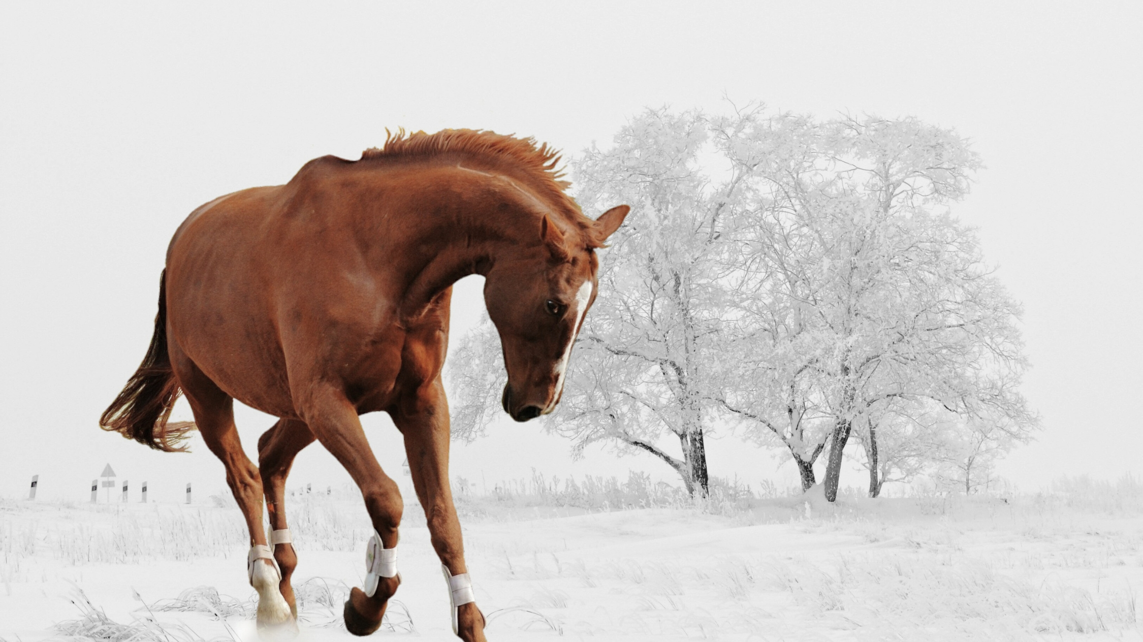 Using Winter to Your Advantage – Supporting Healthy Weight Loss in Horses