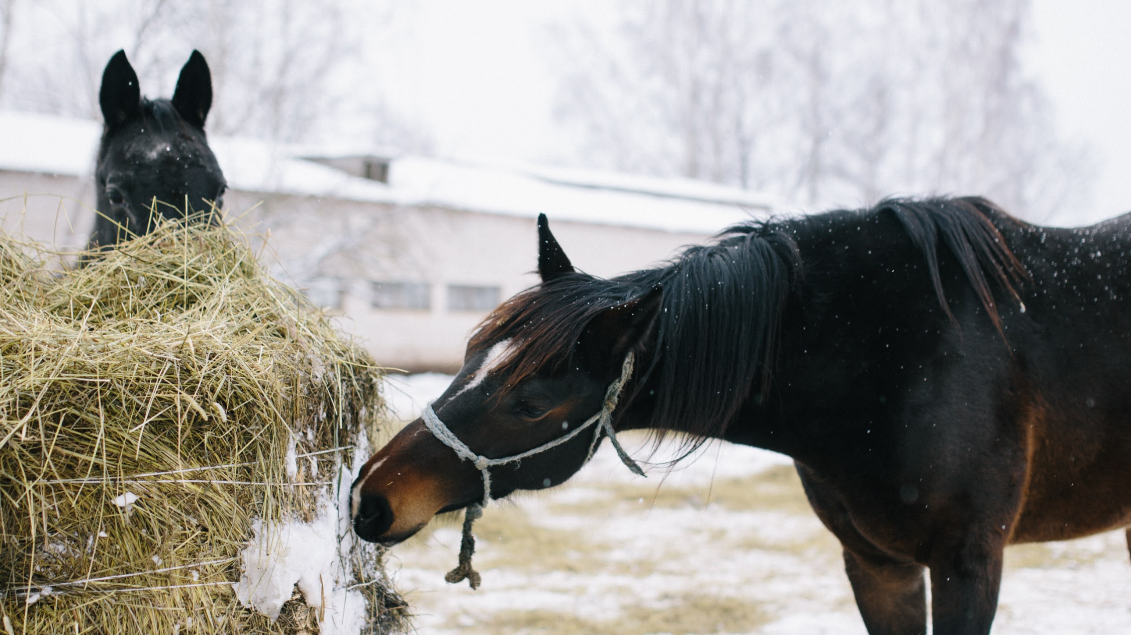 Vitamin E in Winter – A Quick Reminder for Horses on Conserved Forage