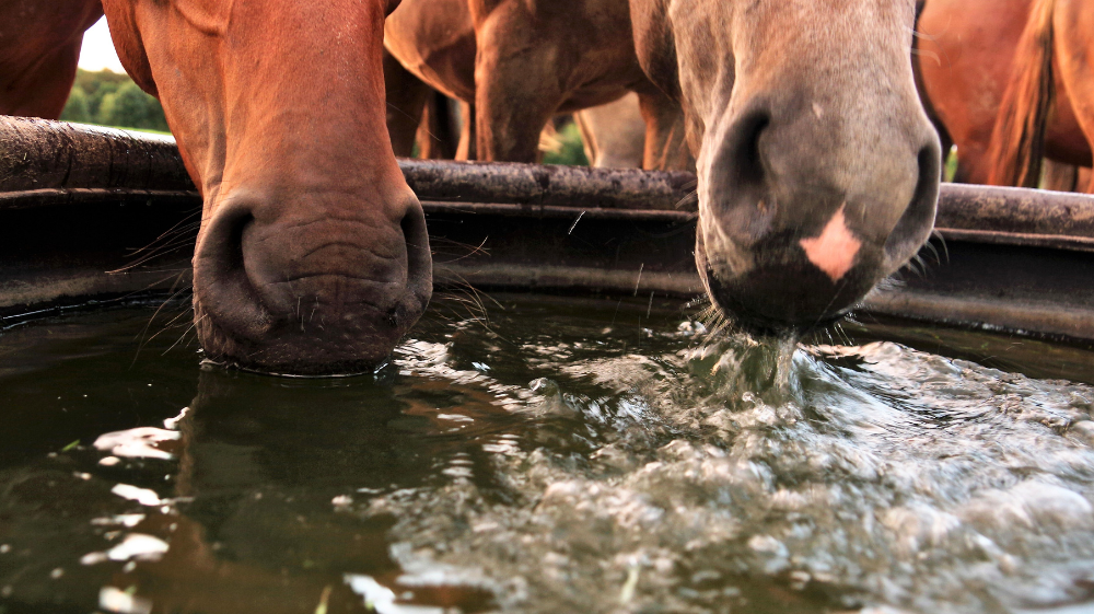The Importance Of Electrolytes