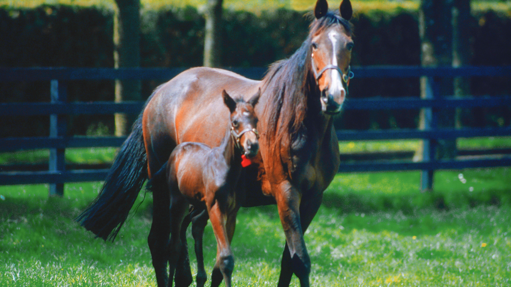 Nutritional Support of the Broodmare: Fertility to Foaling