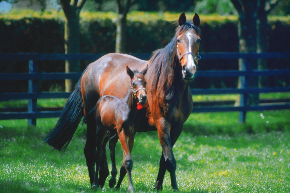 Nutritional Support of the Broodmare: Fertility to Foaling