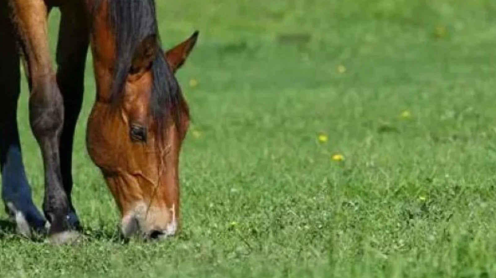 Introducing Spring Grass – supporting digestive health through change