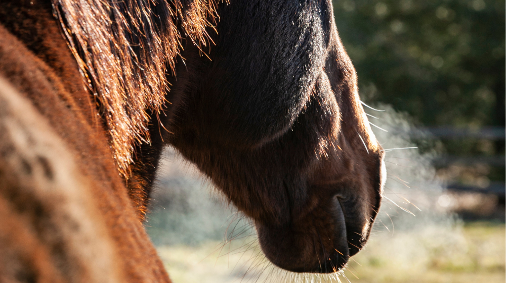 Safeguarding and Supporting the Equine Respiratory System