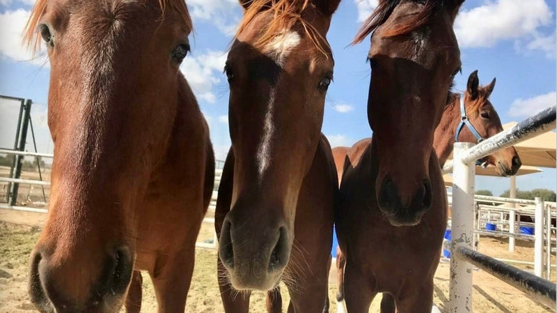 Feeding the mare and foal