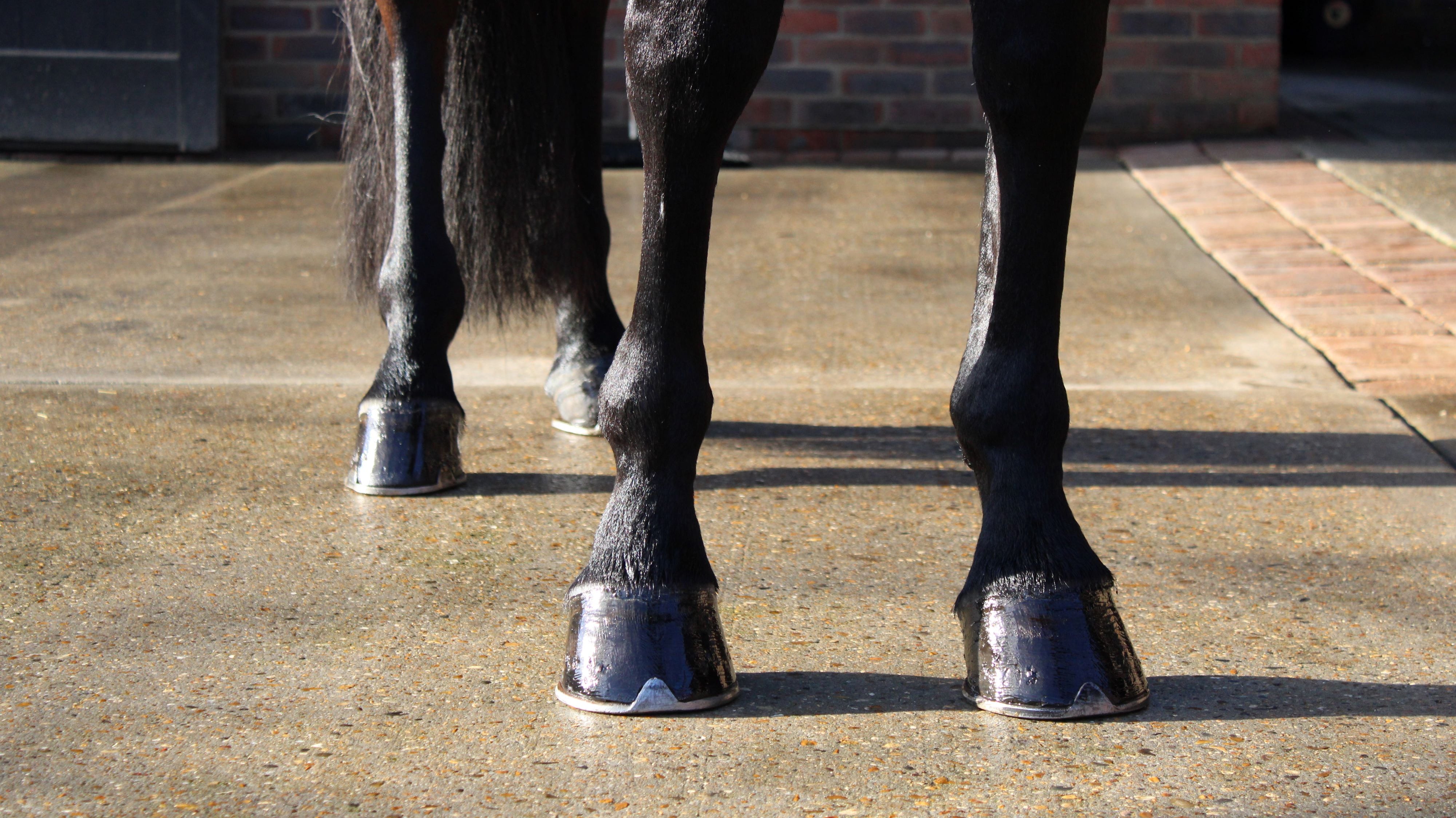Feeding for Hoof Health