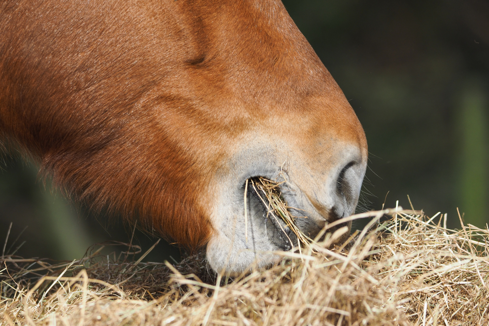 The Micronutrient Content of Forage & How This May Impact Supplementation
