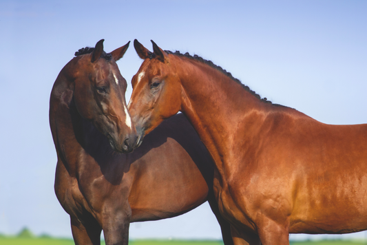 Nutritional Management Plan of Muscle Myopathies in Horses