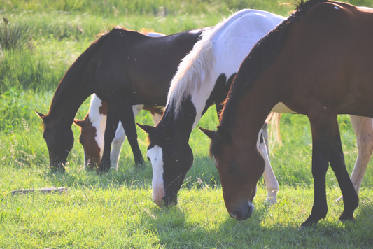 Tactical Grazing – Making Smarter Turnout Decisions
