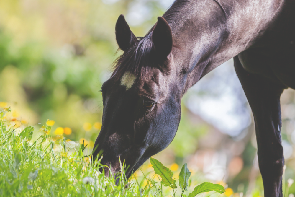 Understanding Gastric Ulcers in Horses and Building an Ulcer Care Plan