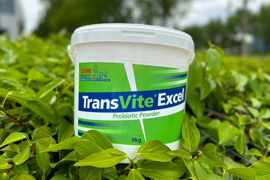 Transvite Excel