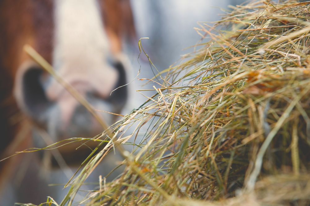 The differences between Hay and Haylage: The Production Process