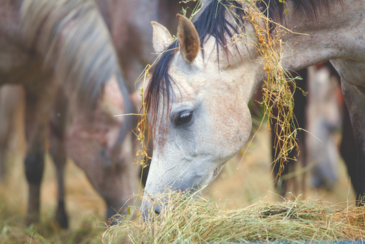 Forage Buying Guide: Part 1