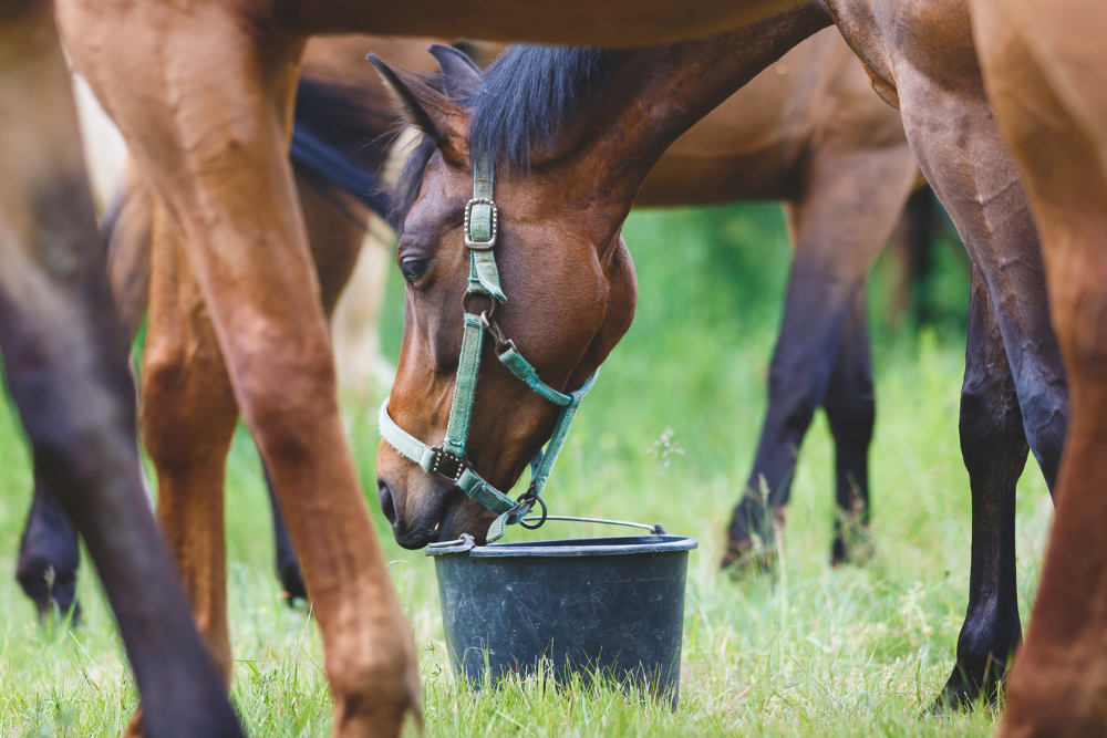 Understanding Key Terms When Considering Supplements & Feeds for Your Horse