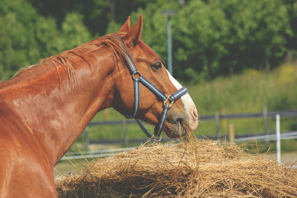 Hay or Haylage: Which is most appropriate for my horse?