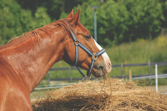 Hay or Haylage: Which is most appropriate for my horse?