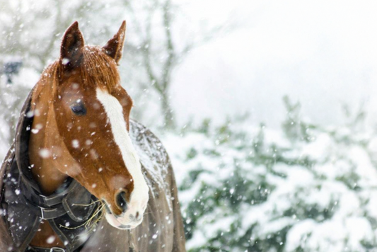 Feeding Horses Through Winter – Adapting for Changing Needs