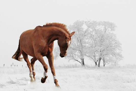 Using Winter to Your Advantage – Supporting Healthy Weight Loss in Horses