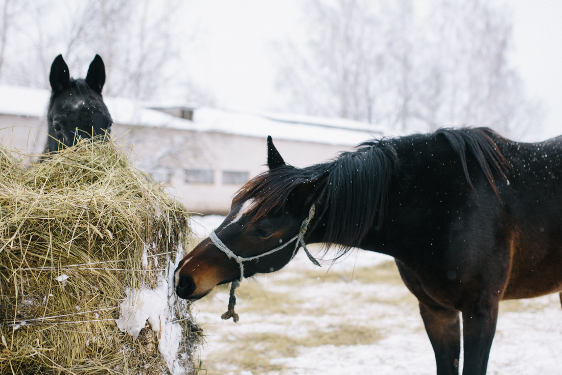 Vitamin E in Winter – A Quick Reminder for Horses on Conserved Forage