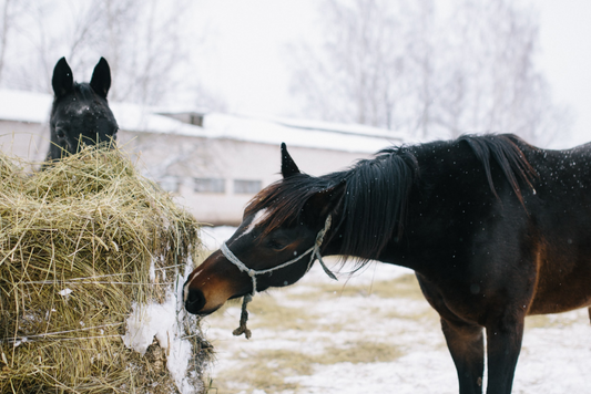 Vitamin E in Winter – A Quick Reminder for Horses on Conserved Forage