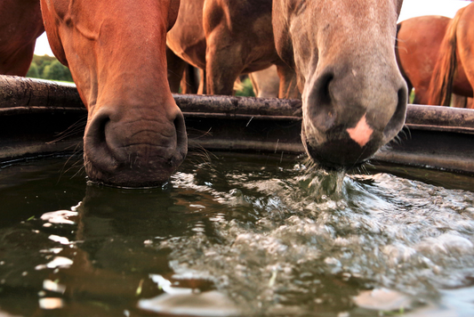 The Importance Of Electrolytes