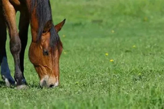 Introducing Spring Grass – supporting digestive health through change